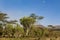 Trees acacia landscape in African savannah desert