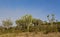 Trees acacia landscape in African savannah desert