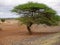 Trees in Africa Tanzania