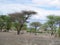 Trees in Africa Tanzania