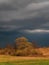 Trees against the background of a thundercloud.