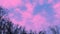 Trees against blue and pink sky background.