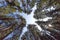 Trees against the blue sky. Looking up. Background texture, tops of coniferous trees