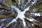 Trees against the blue sky. Looking up. Background texture, tops of coniferous trees