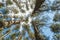 Trees against the blue sky, view from below. Tall pine trees in a green forest. Background texture: tops of conifers