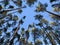 Trees against the blue sky, view from below. Tall pine trees in a green forest. Background texture: tops of fir trees