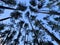 Trees against the blue sky, view from below. Tall pine trees in a green forest. Background texture: tops of fir trees