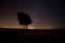 Trees against a cloudless sky dotted with stars.