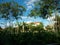 Trees Against the Incredibly Blue Skies of Destin