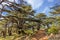 Trees of Al Shouf Cedar Nature Reserve Barouk Lebanon