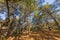 Trees of Al Shouf Cedar Nature Reserve Barouk Lebanon