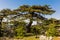 Trees of Al Shouf Cedar Nature Reserve Barouk Lebanon