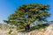 Trees of Al Shouf Cedar Nature Reserve Barouk Lebanon