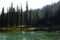 Trees in Alaska on Horseshoe Lake