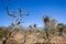 Trees AloesGrasslands Winter Blue Terrain