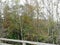 Trees along boardwalk, Corkscrew Swamp Sanctuary