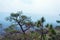 Trees along the cliff as a result of the harsh cliffs are gentle and beautiful.