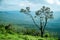 Trees along the cliff at Sai Thong National Park View Point, Chaiyaphum Province