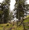 Trees Along Fence Line with Mountain Range