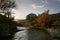 Trees along the Salt River