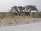 Trees and animal at the park of Etosha Namibia. Africa