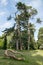 Trees in arboretum garden