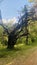 Trees at the Arboretum in Nairobi Kenya