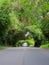 Trees Arching Over Road