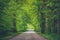 Trees arching over road with converging lines at the horizon of a long path through the woods. Green branches hanging over roadway