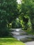 Trees arching over a wet road