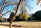 Trees of autumm in Mendoza Argentina