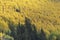 Trees in Autumn, Aspen, Colorado