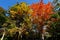 Trees with autumn colors in the Three Pagodas San Ta Si gardens, dating back to the Tang period 618-907 AD, China, Dali,