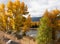 Trees with Autumn Leaves on Shore of Yellowstone River