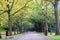 Trees in autumn in Luxembourg city