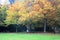 Trees in autumn in Luxembourg city