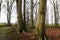 Trees in autumn in a peaceful and beautiful atmosphere