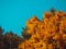 Trees in autumn season - blue sky background