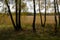 A trees autumn, yellow field, colored leaves.