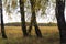 A trees autumn, yellow field, colored leaves.