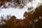 Trees in autumnal forest