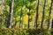 Trees Background Colourful Leaf Spring