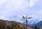 Trees with Background of Snowy Peaks of Shivalik Range of Himalayan Mountains - Travel to Uttarakhand, India