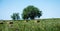 Trees in Baled Hay Field