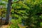 Trees On the Bank of the Vorya river in Abramtsevo estate, Moscow region, Russi