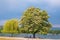 Trees on the banks of the Rhine