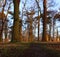 Trees basking in the morning light