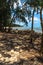 Trees on the beach in Kawela coast, Oahu, Hawaii