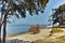 Trees on the Beach of Ormos Prinou, Thassos island, Greece