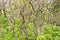 Trees in a beautiful forest on Baltic dunes.